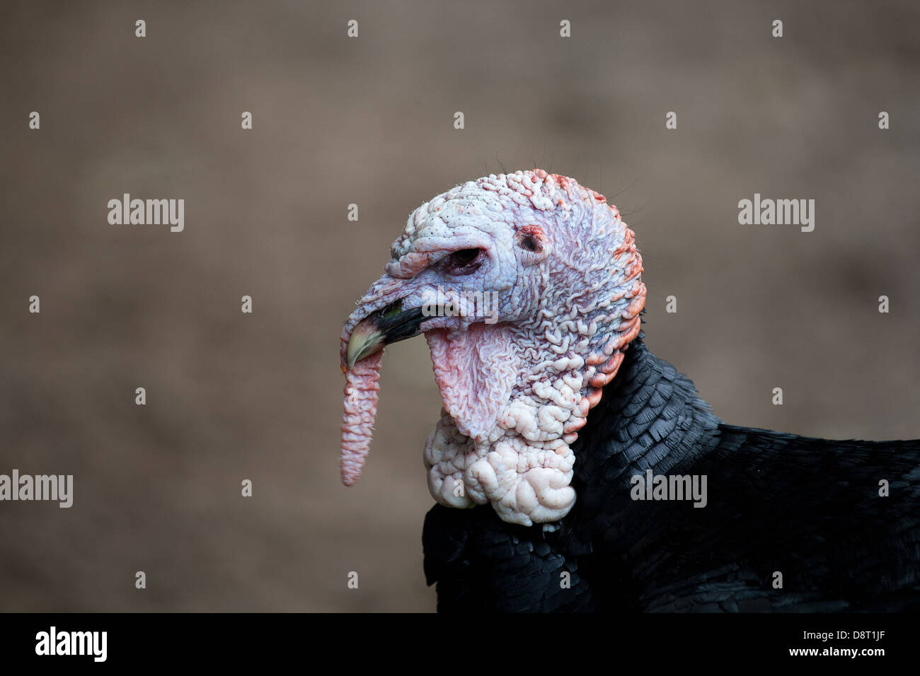 Una Turchia che mostra la testa insolito complemento. Foto Stock