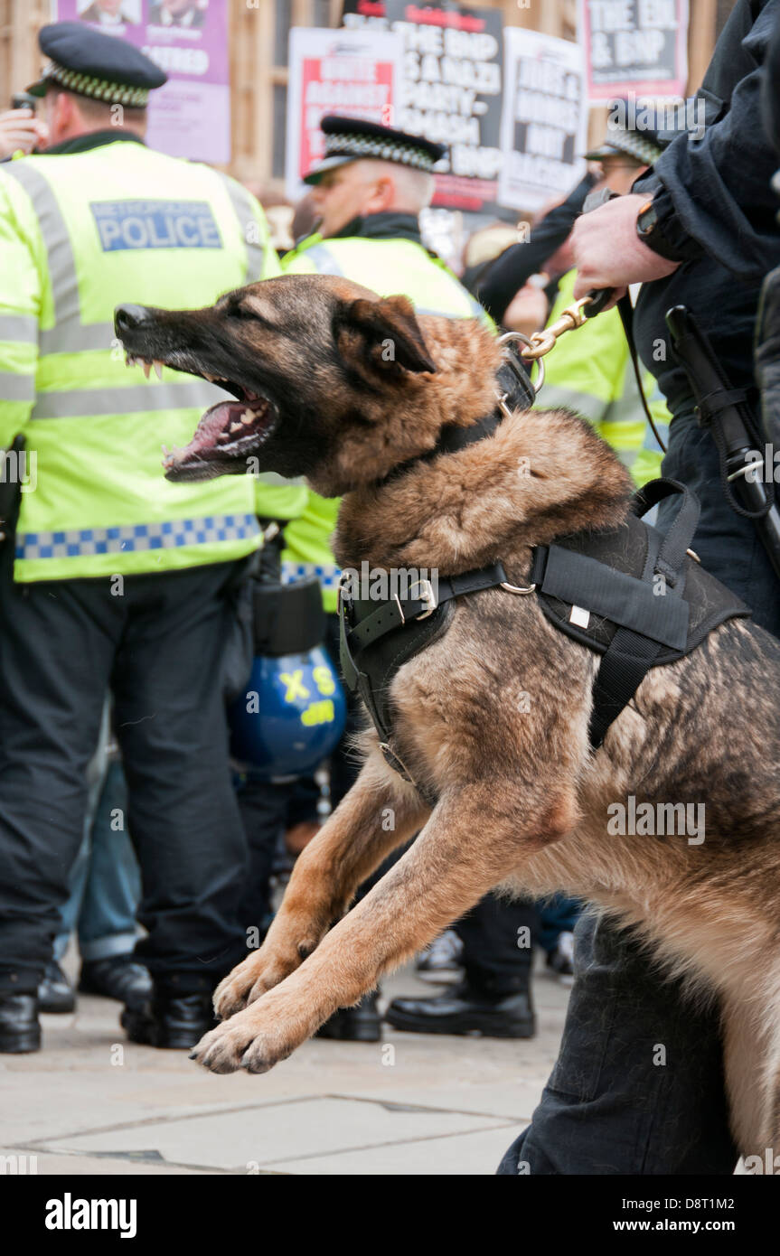 Alsaziano cane poliziotto di pattuglia a protestare Foto Stock