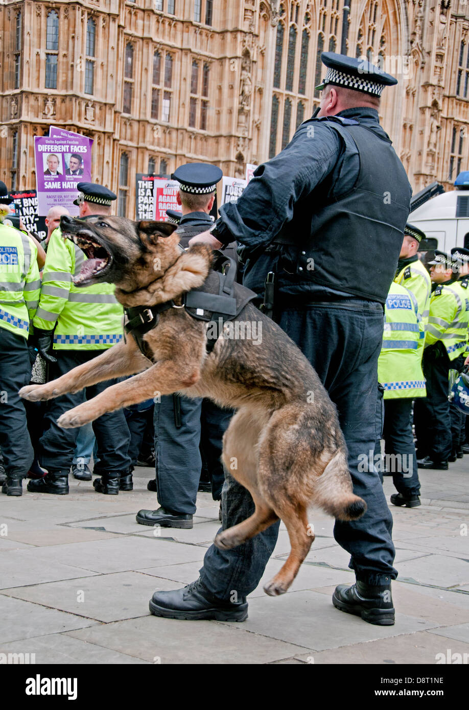 Alsaziano cane poliziotto di pattuglia pronto ad attaccare a protestare Foto Stock