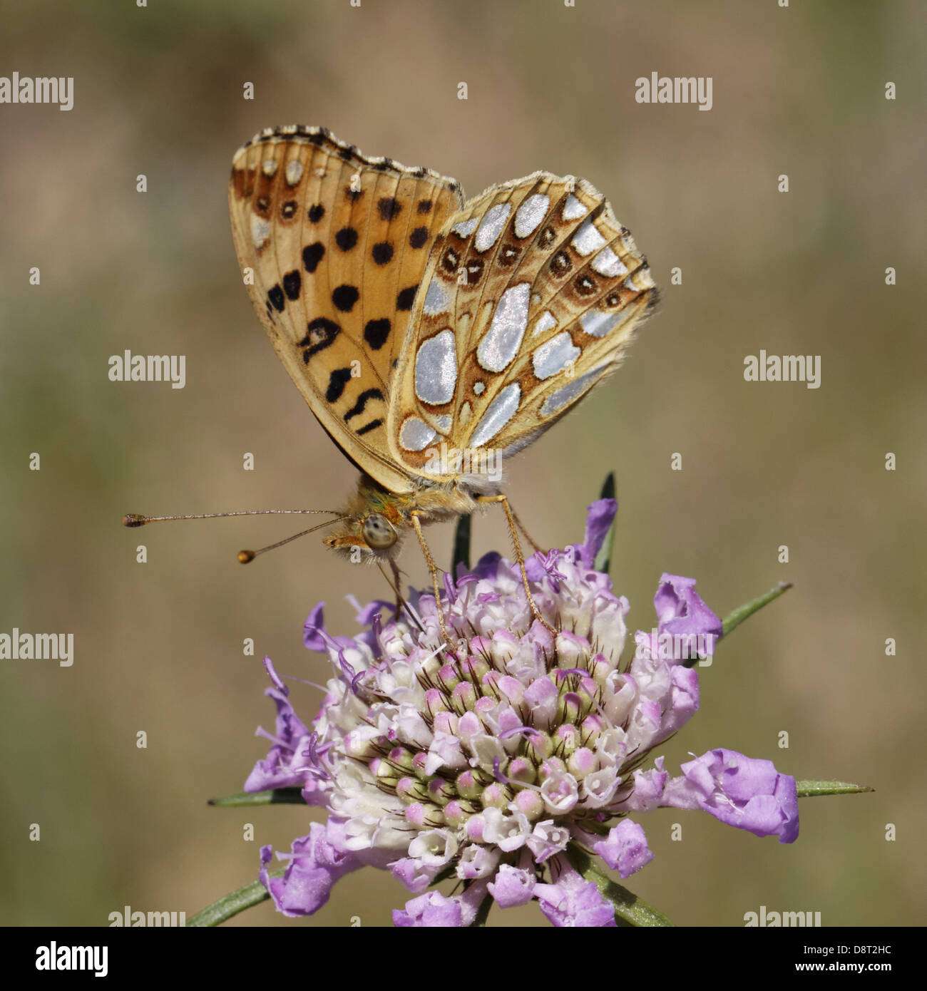 Issoria lathonia, regina di Spagna fritillary Foto Stock