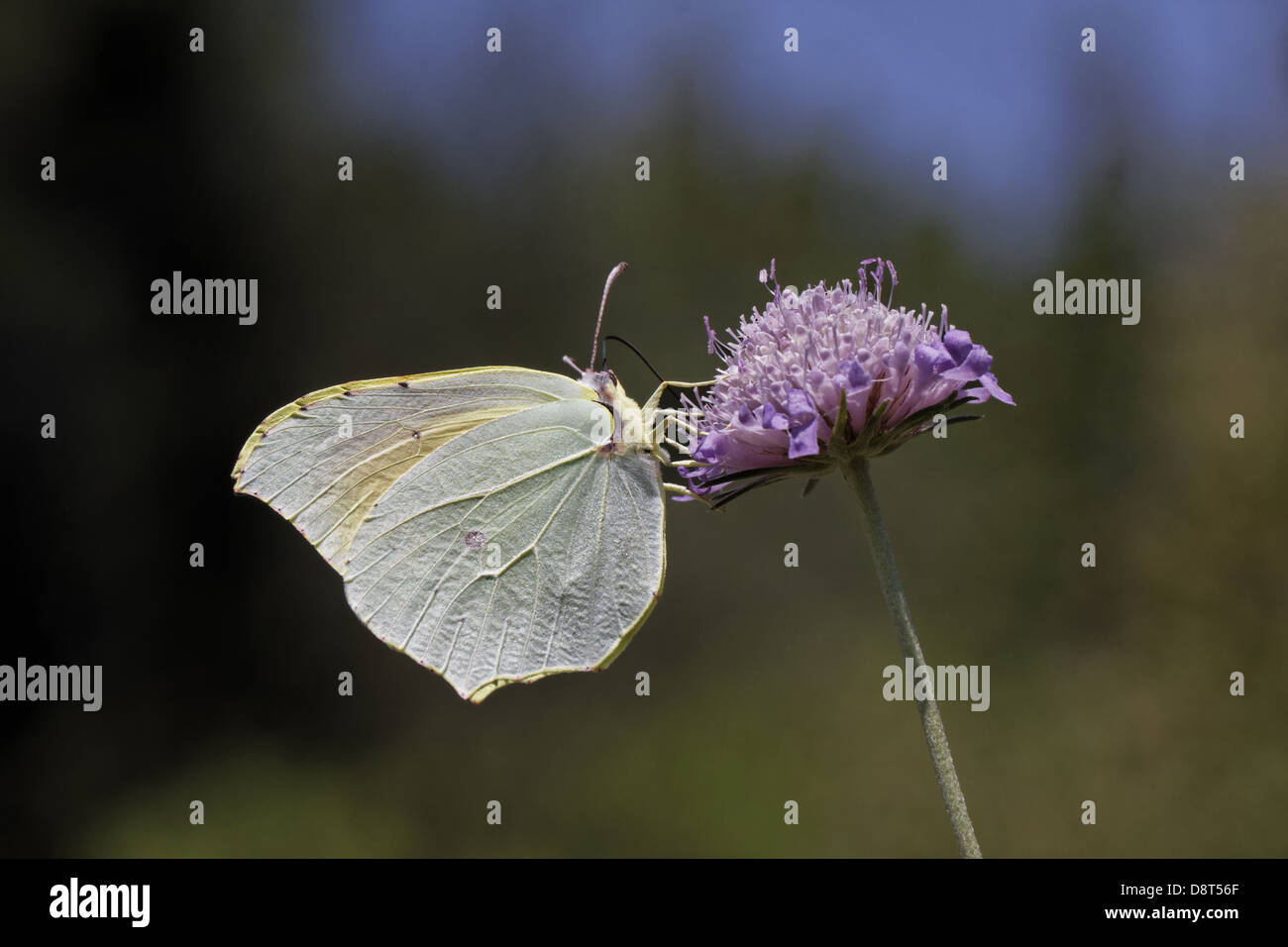 Gonepteryx Cleopatra, Cleopatra butterfly Foto Stock