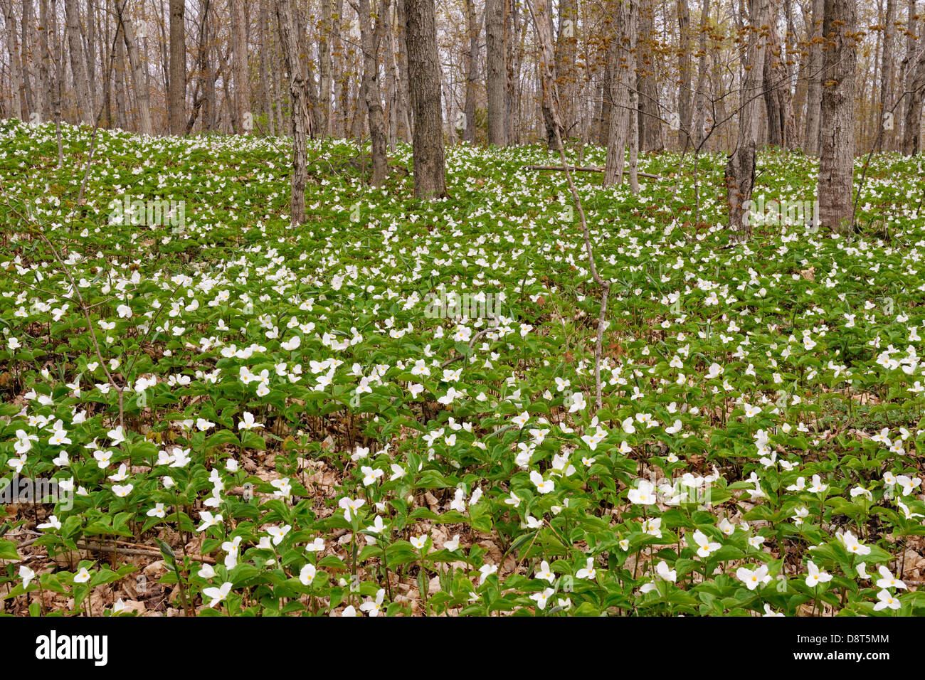 Triliums che fiorisce in un woodlot Manitoulin Island- Bowser's Corner Ontario Canada Foto Stock