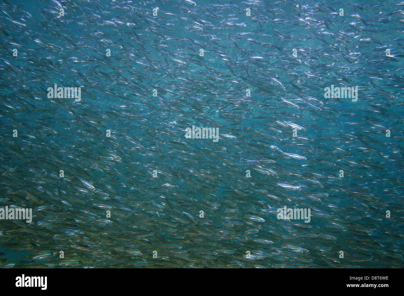 Grandi fondali di giovani pesci che nuotano insieme, Oceano Atlantico Foto Stock