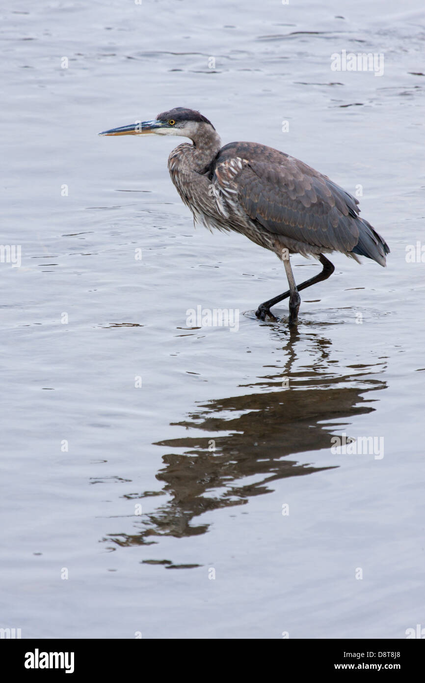 Un airone blu la pesca sul fiume Humber a Toronto, Ontario Foto Stock