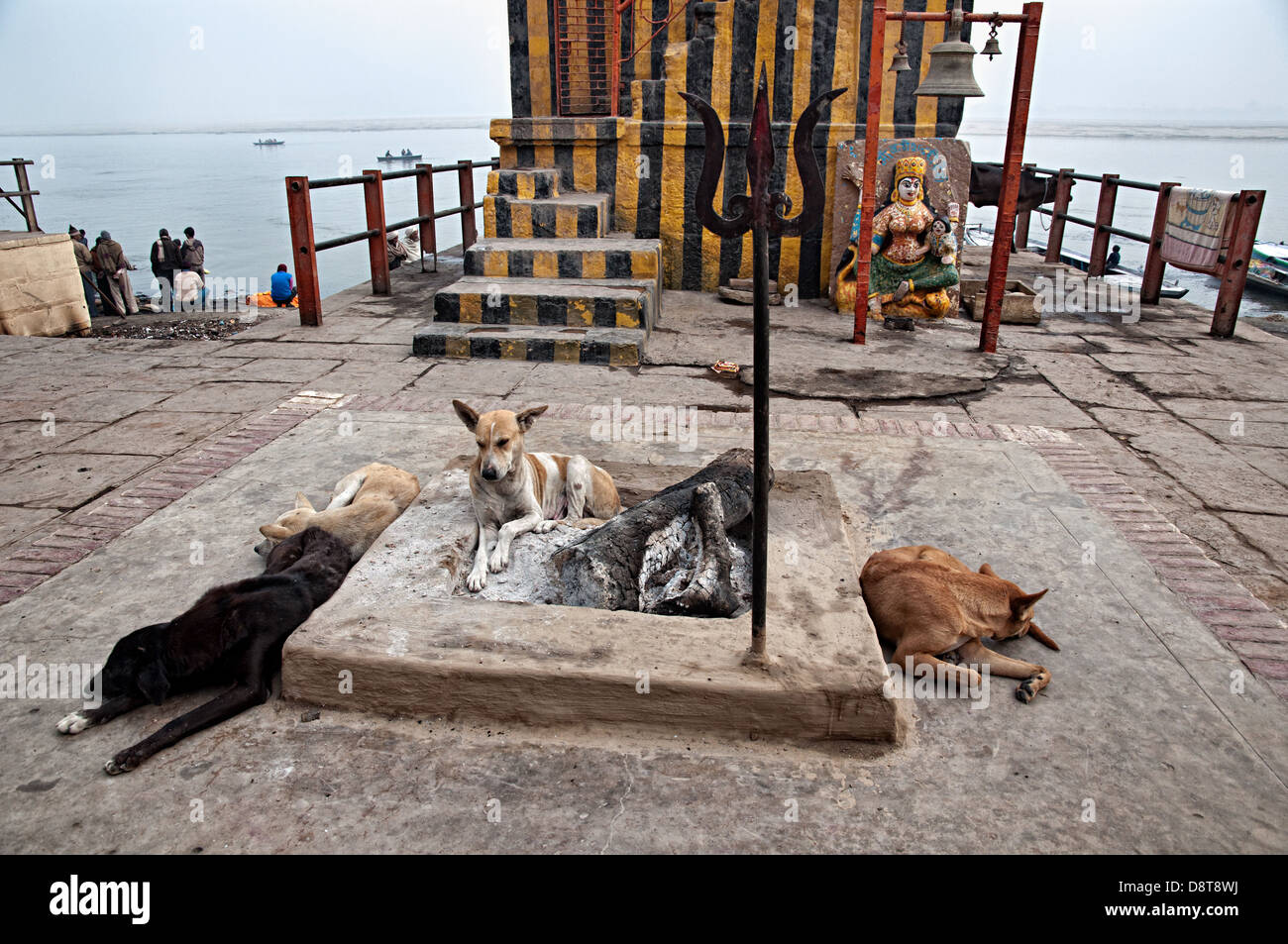 I cani di dormire su un tempio di Shiva in Varanasi ghats, Benares, Uttar Pradesh, India Foto Stock