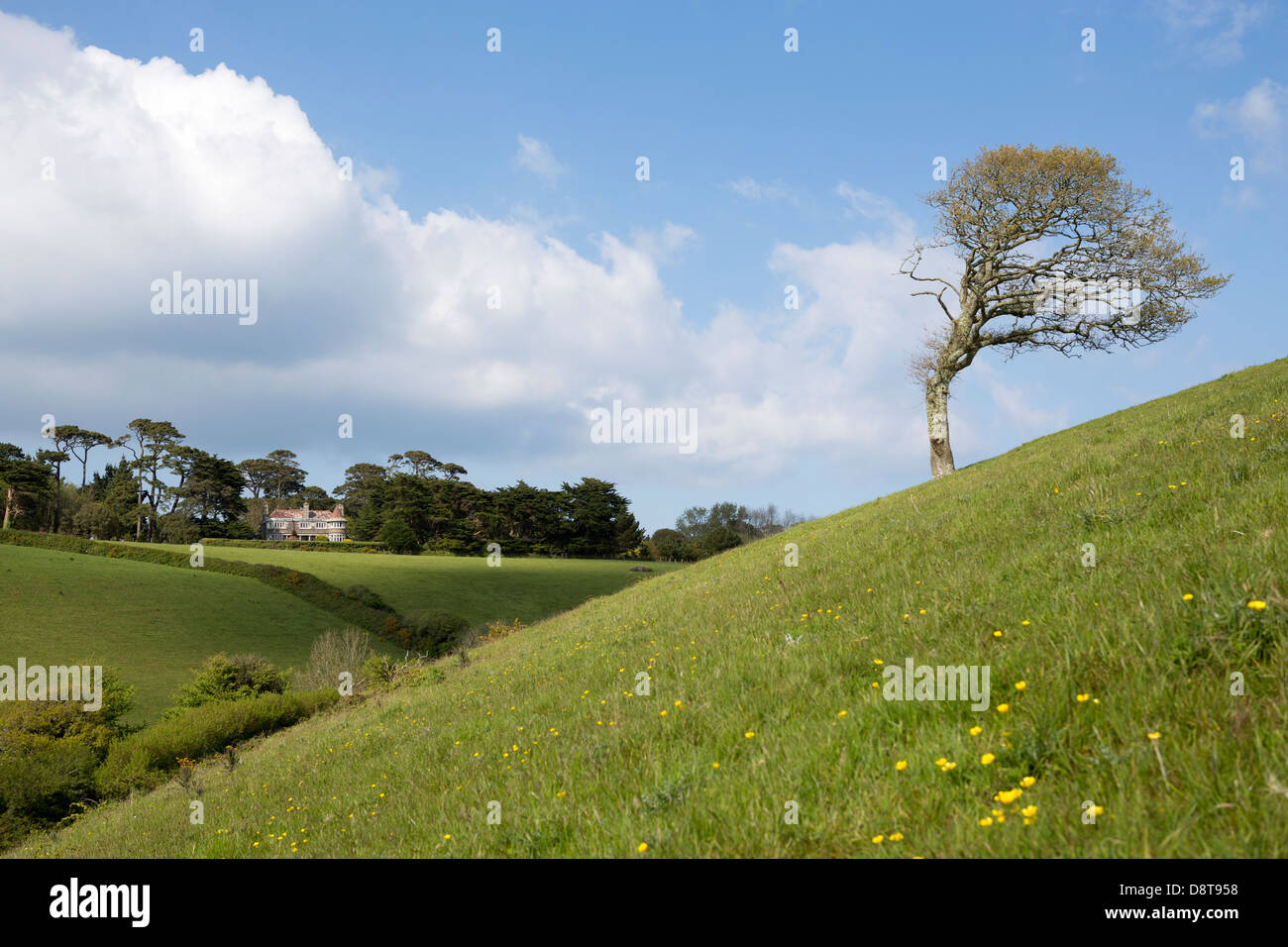 MAWNAN, Gran Bretagna. Una diagonale di campo con un vento formato tree accanto al sentiero pubblico lungo il litorale. Foto Stock