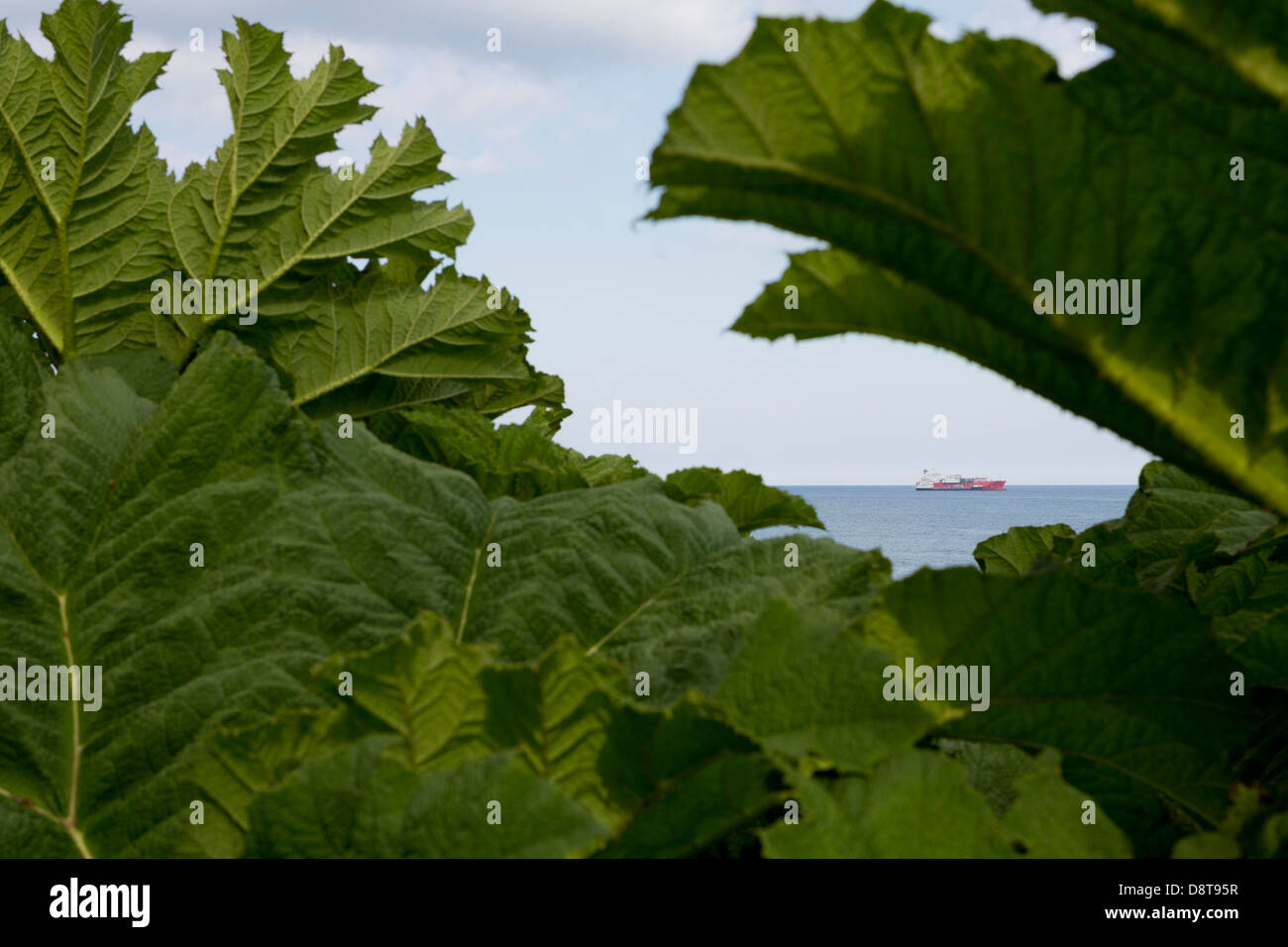 MAENPORTH, Gran Bretagna. Alcune foglie di fronte e sullo sfondo di una petroliera sul mare. Foto Stock