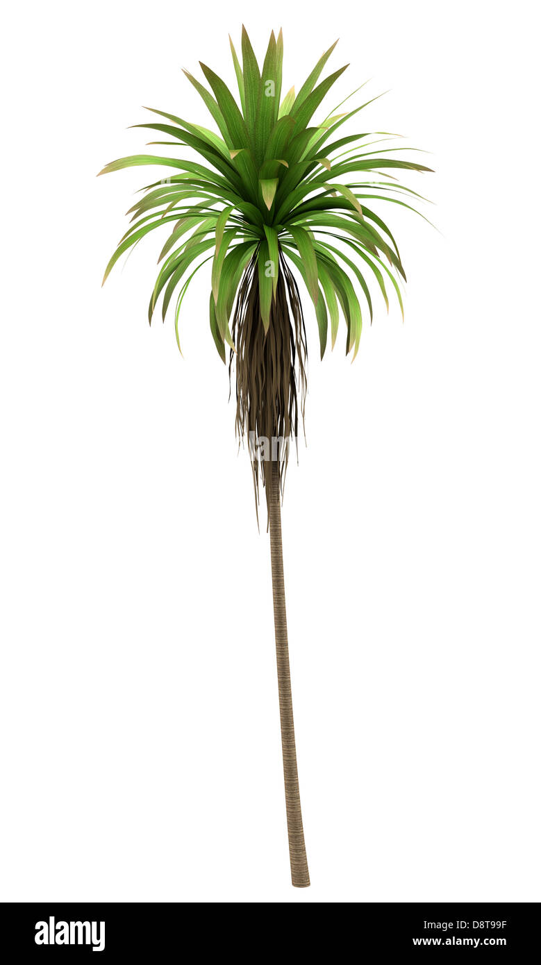Cavolo di montagna Palm tree isolato su bianco Foto Stock