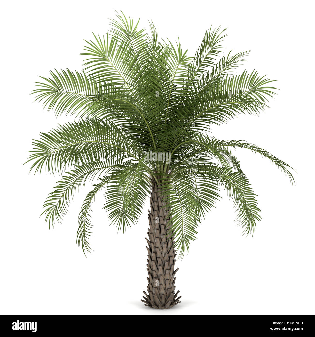 Palm tree isolati su sfondo bianco Foto Stock