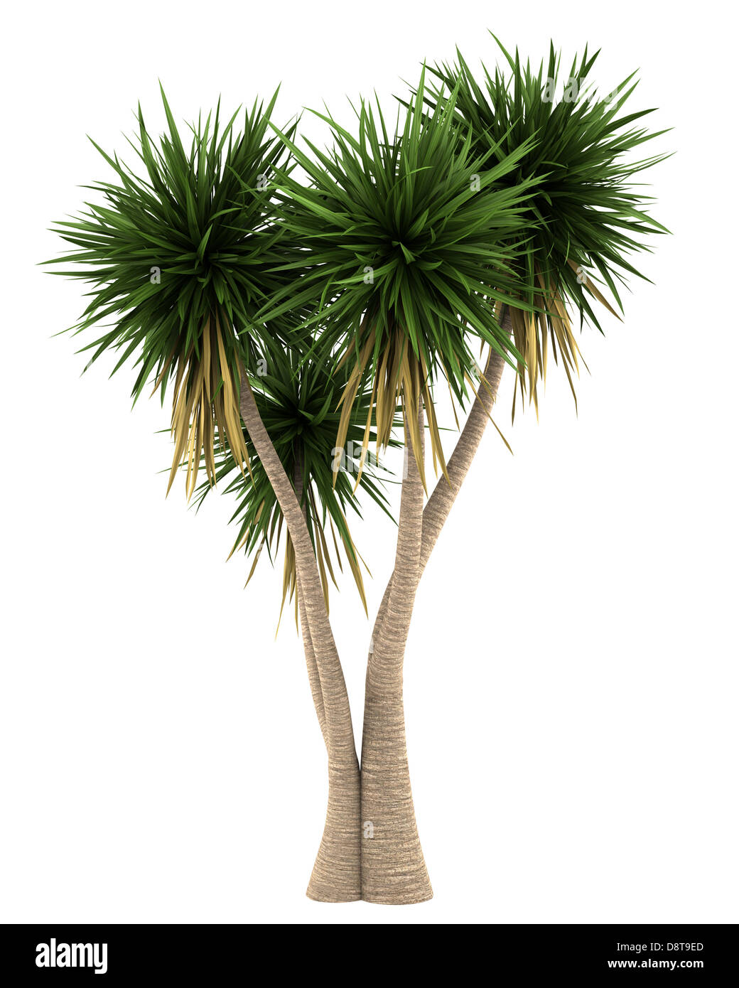 Yucca Palm tree isolati su sfondo bianco Foto Stock