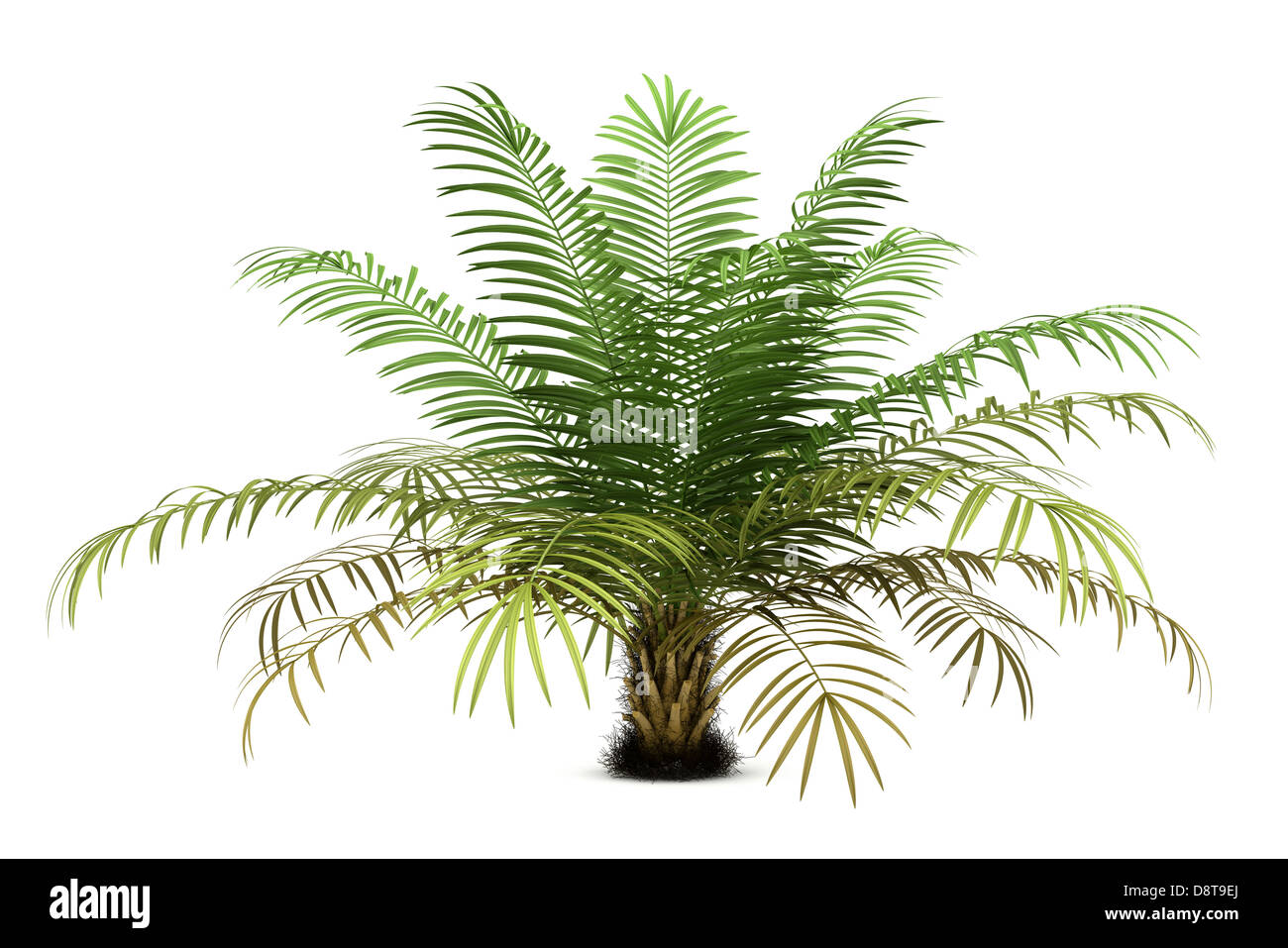Sugar Palm tree isolati su sfondo bianco Foto Stock