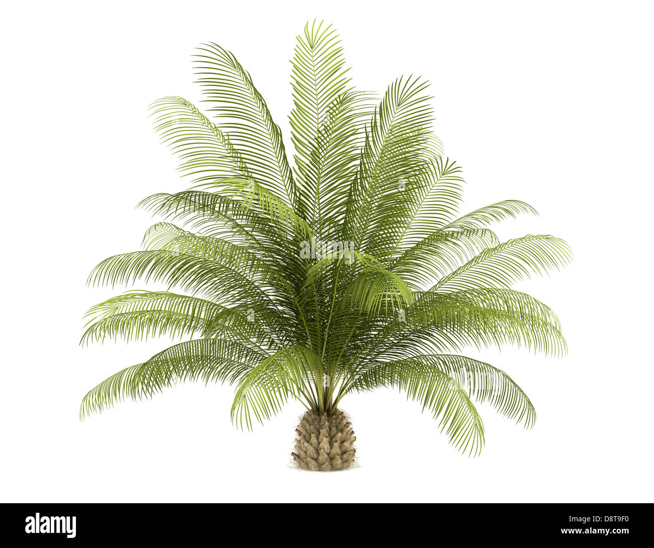 Olio di palma albero isolato su sfondo bianco Foto Stock