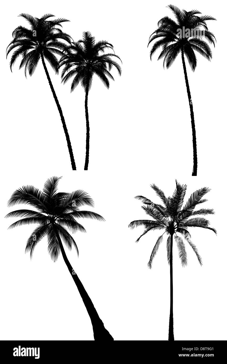 Palm tree silhouette impostato su sfondo bianco Foto Stock