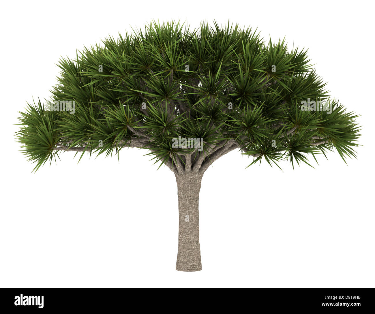 Isole Canarie Dragon Tree isolato su bianco Foto Stock