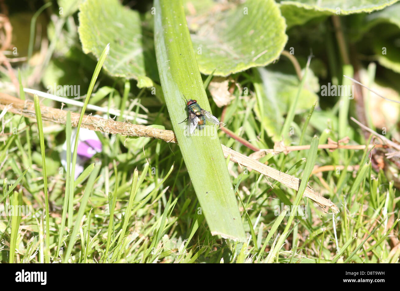 Mosca di casa su una foglia Foto Stock