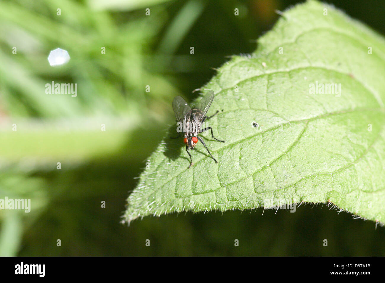 Mosca di casa su una foglia Foto Stock