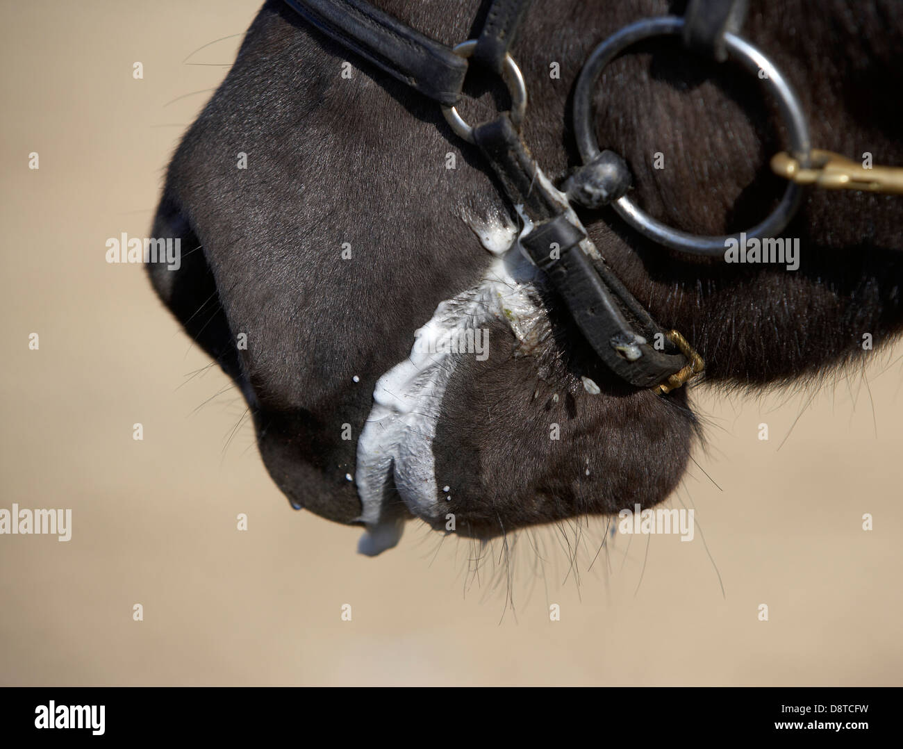 Cavallo islandese, Islanda Foto Stock