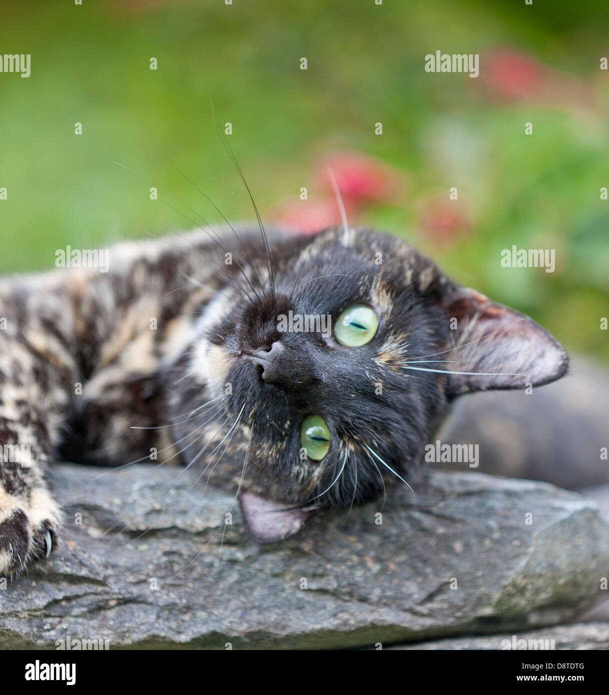 Ritratto di gatto con gli occhi verdi, Norvegia Foto Stock