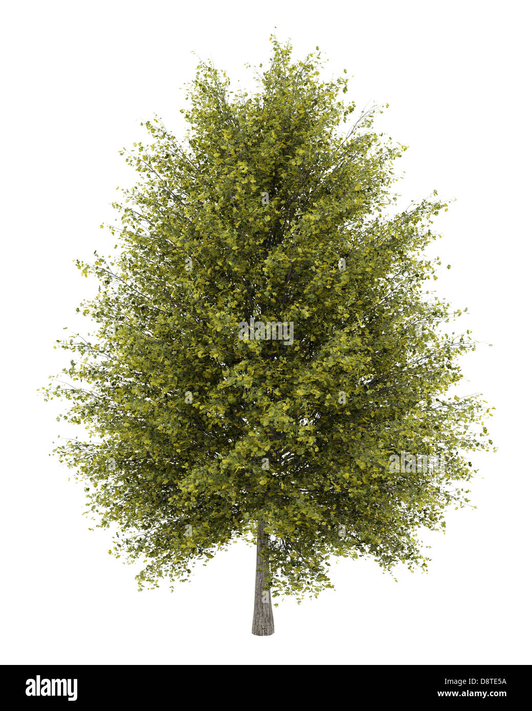 Il ginkgo albero isolato su sfondo bianco Foto Stock