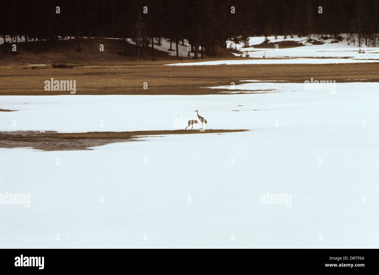 Uccelli di Hayden Valley, Yellowstone 730429_014 Foto Stock