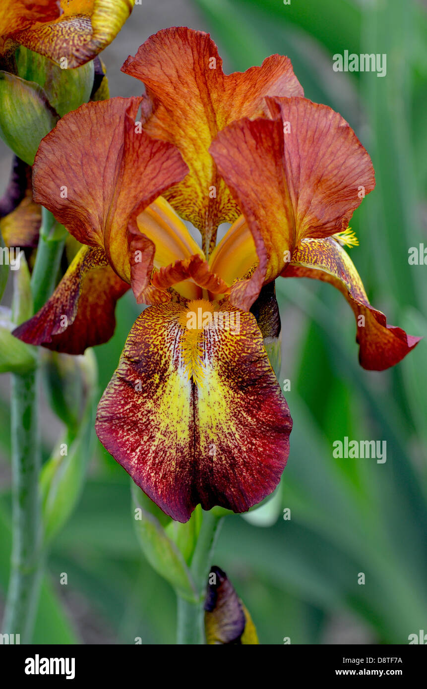 Marrone e giallo fiore di iris Foto Stock