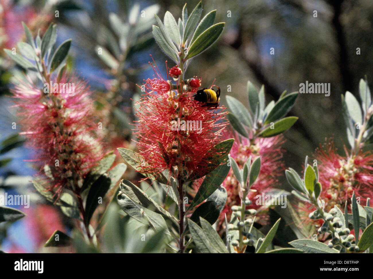 Scovolino e Bumble Bee, MV 790903_006 Foto Stock