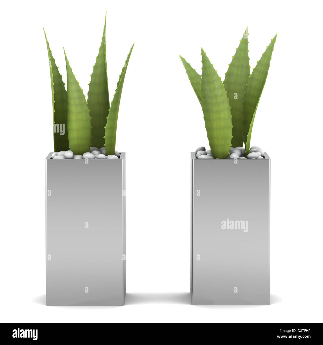 Due vasi di piante di aloe isolato su bianco Foto Stock