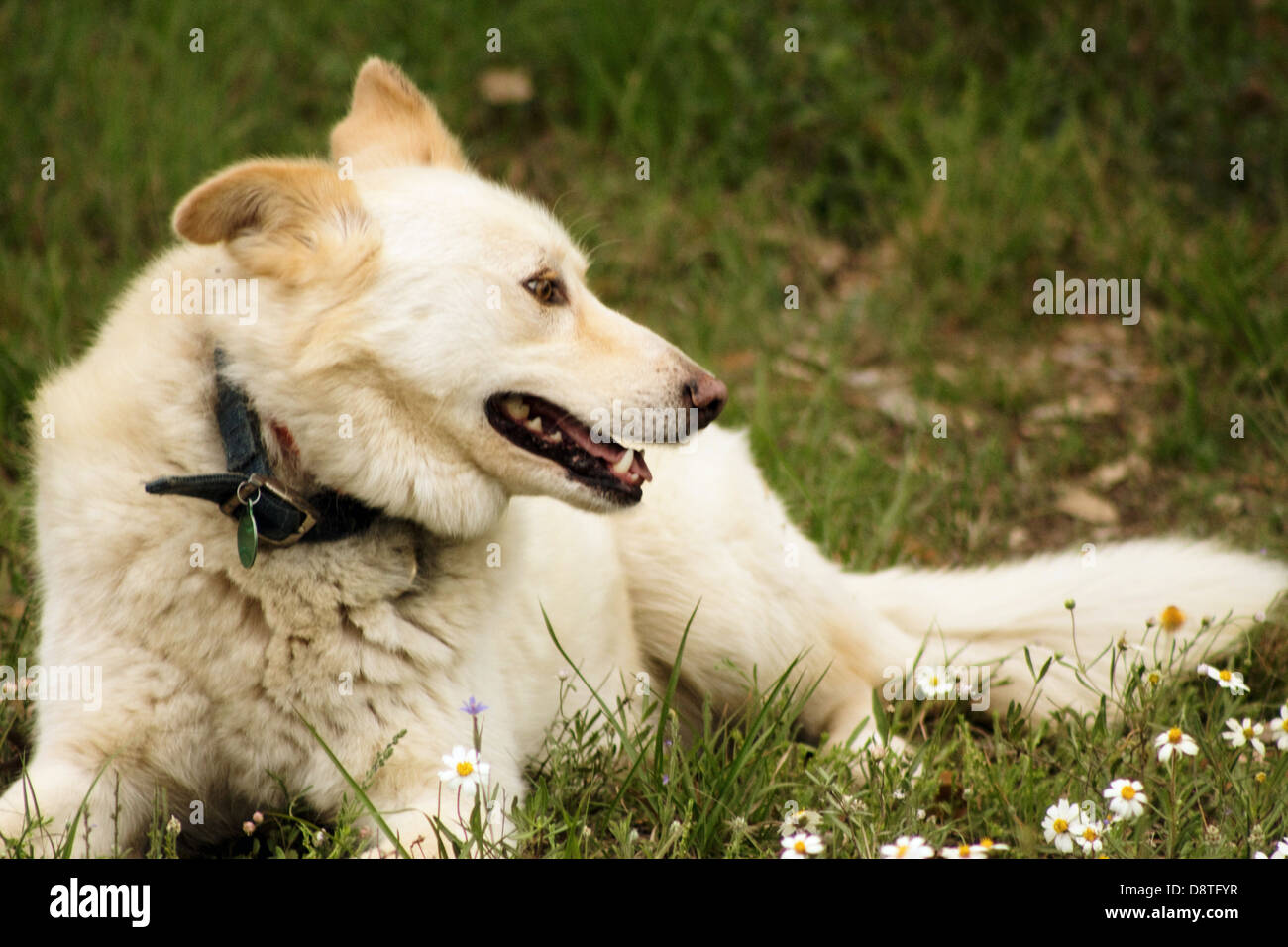 Bianco Giallo cane guardando sopra la terra Blanco, TX / TX / Texas Foto Stock