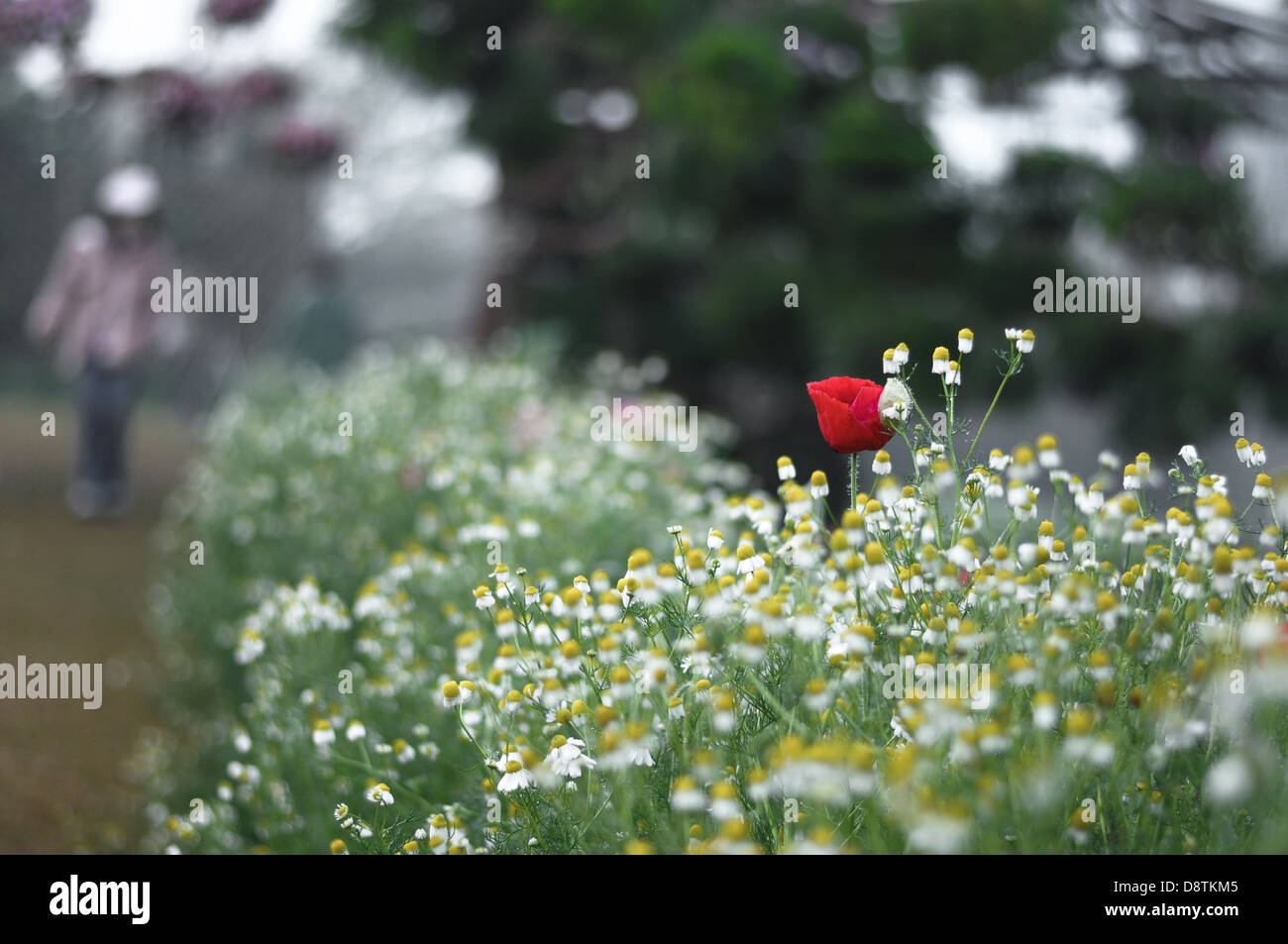 Papavero rosso con giallo di campo dei fiori Foto Stock