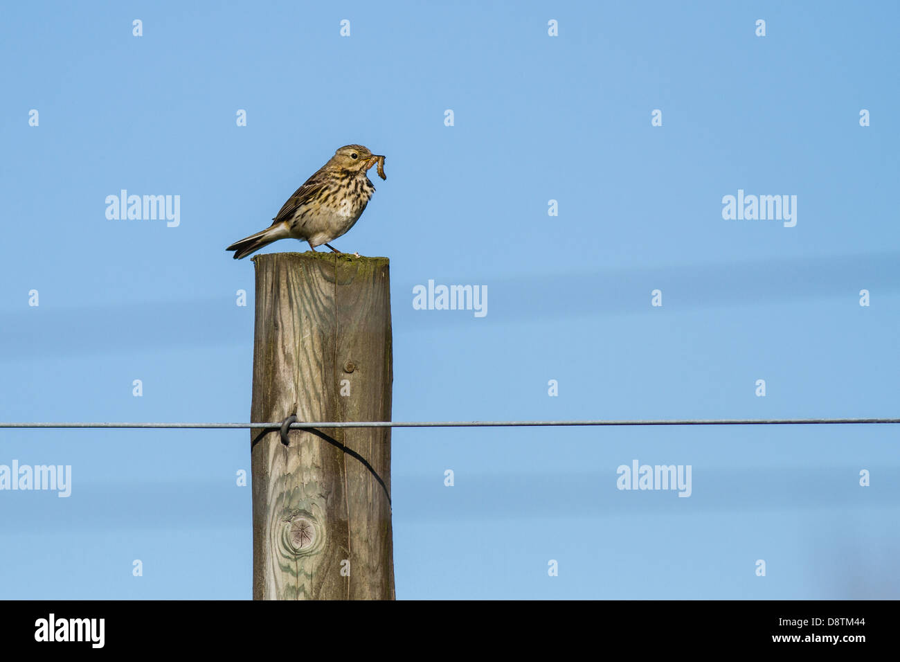 Meadow pipit con il cibo nel becco, alimentazione, Yorkshire, Regno Unito Foto Stock