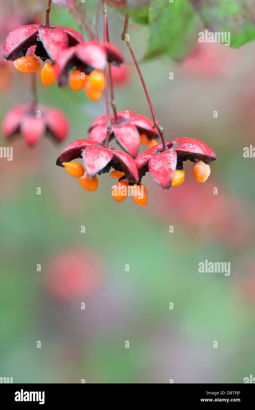 Euonymus oxyphyllus - Fuso Tree - frutti d'autunno Foto Stock