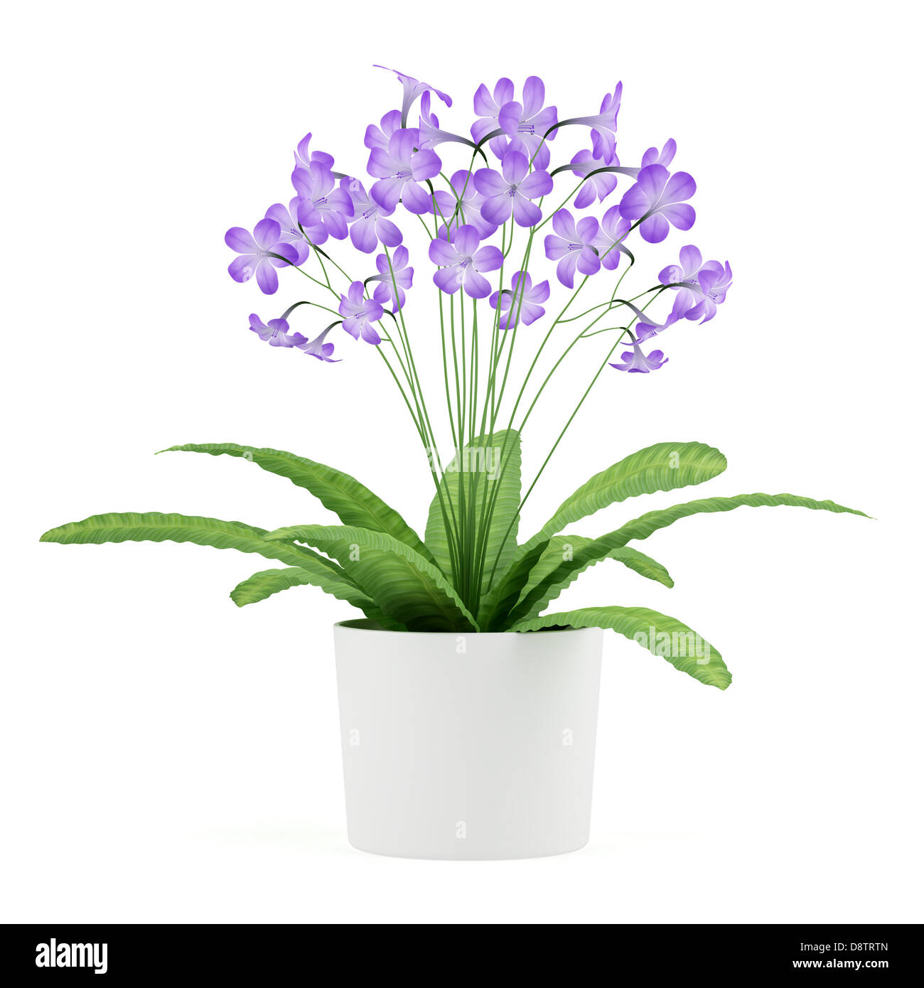 Viola streptocarpus fiori in vaso isolato Foto Stock