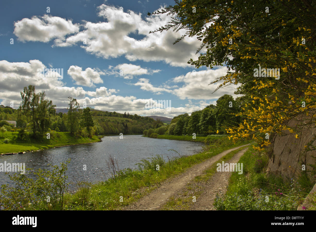 WESTER ELCHIES un primo battito di salmone sul fiume Spey vicino a Aberlour Scozia Scotland Foto Stock