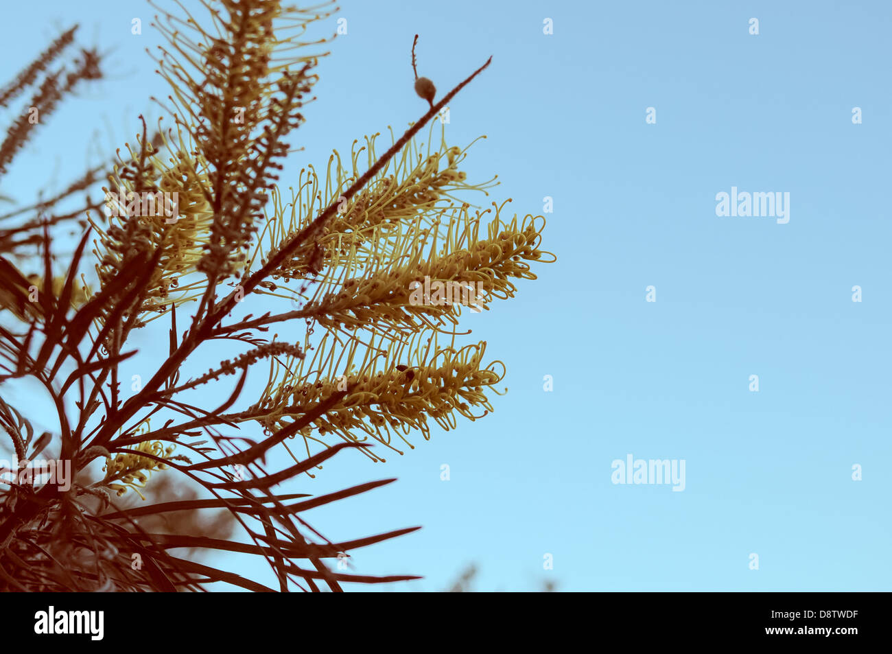 Golden Banksia fiore sul cielo blu in stile vintage Foto Stock