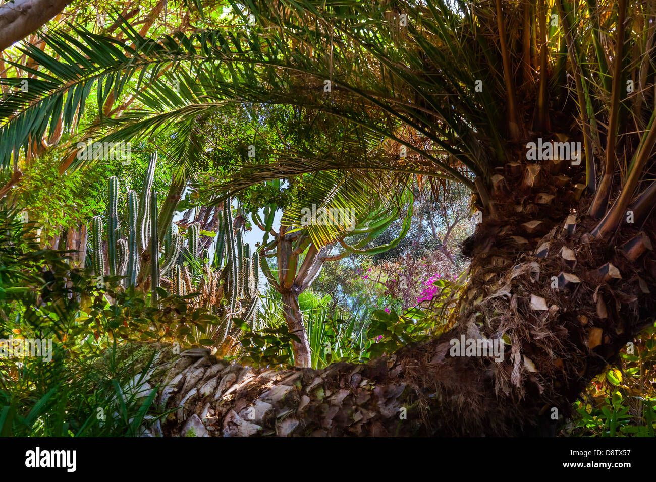 Jungle Park a Tenerife Canarie Foto Stock