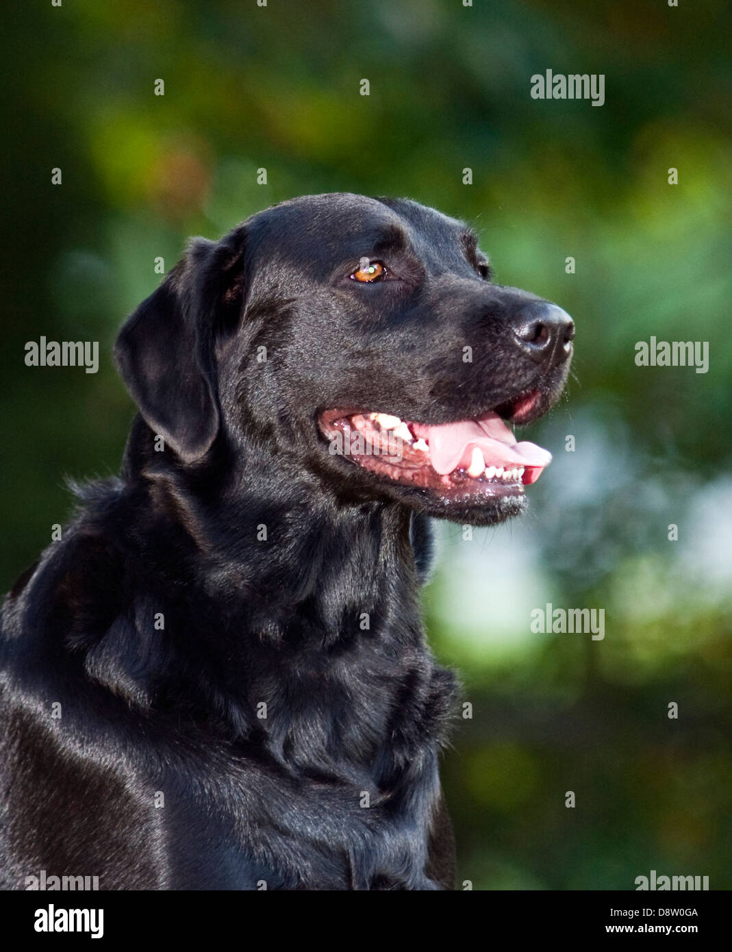Laboratorio di nero ritratto, Labrador retriever (Canis lupus familiaris) Foto Stock