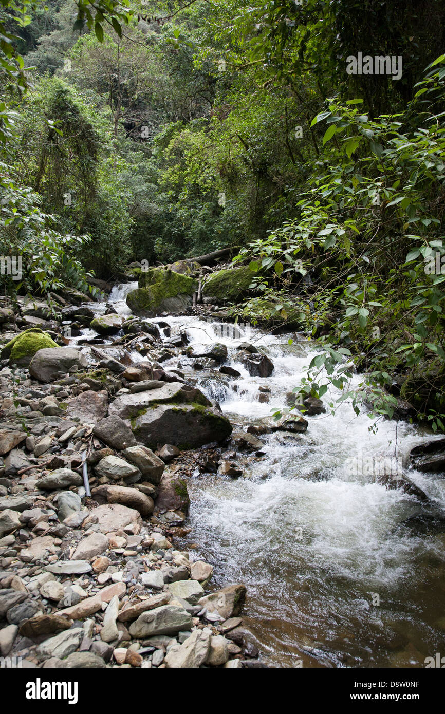Cocora Valley, Acaime Riserva Naturale, il Salento, Colombia Foto Stock