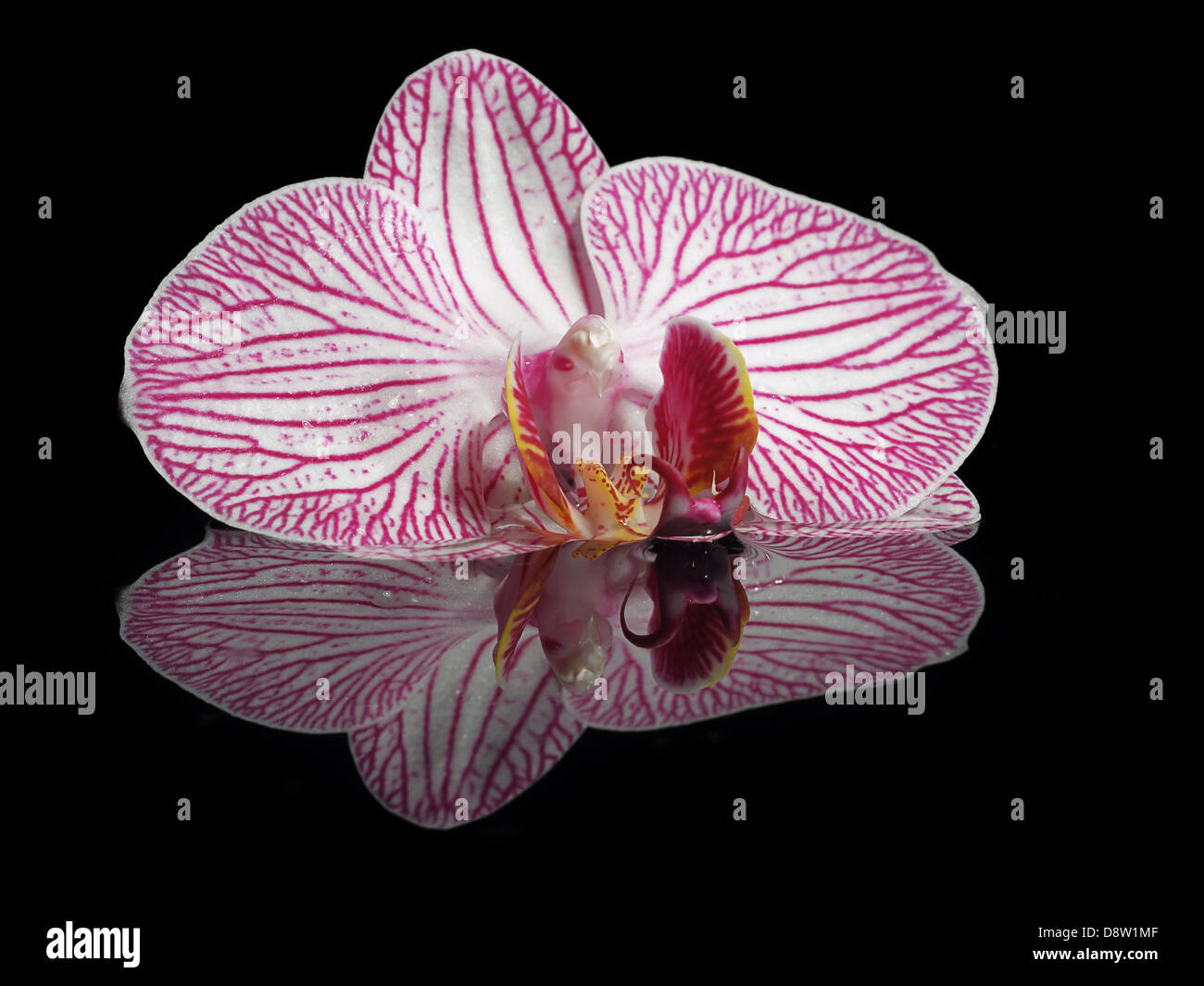 Immagine speculare con il bianco-viola orchid Foto Stock