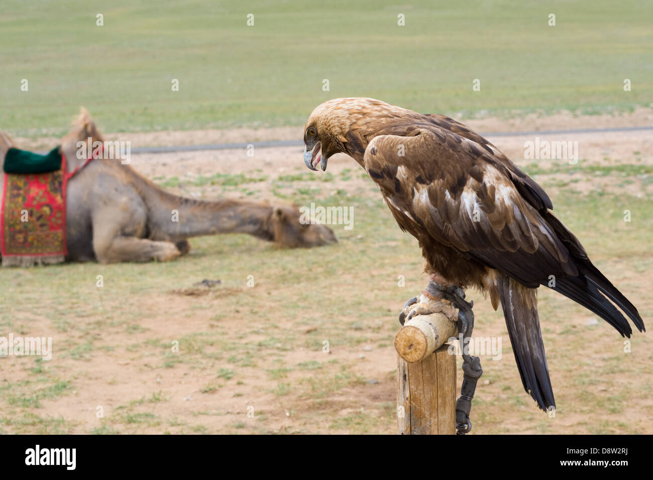 Golden Eagle e cammello Foto Stock