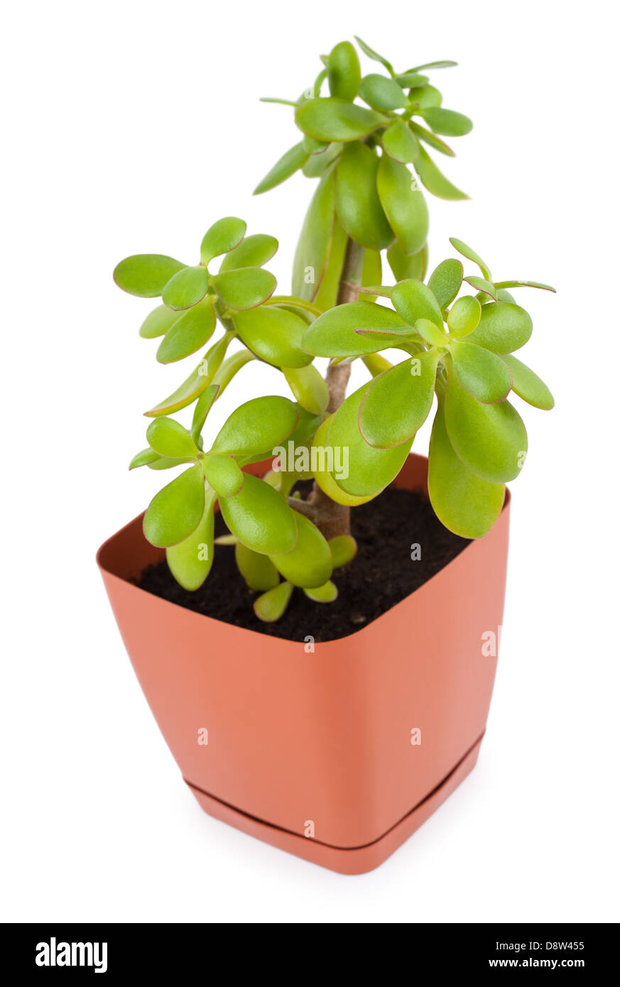 pianta del Crassula Foto Stock