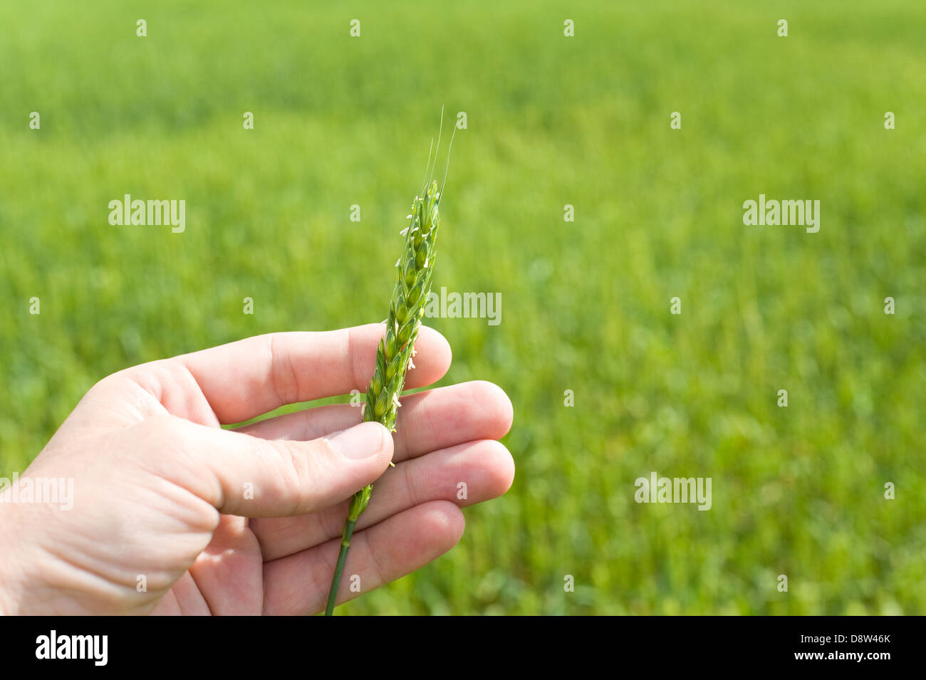 Spiga di grano Foto Stock