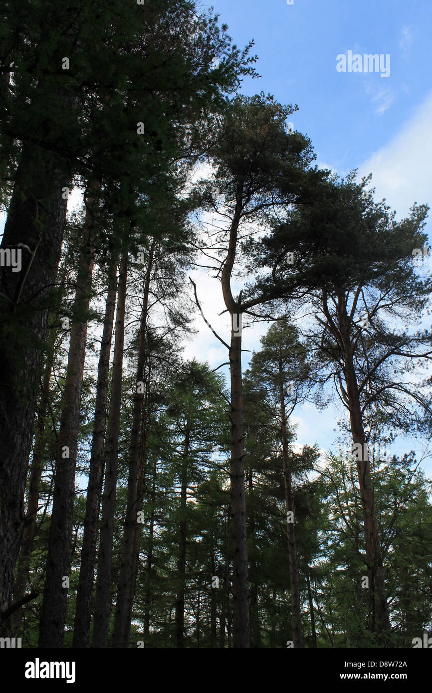 Stagliano alberi in foresta con cielo blu e cloudscape sfondo. Foto Stock