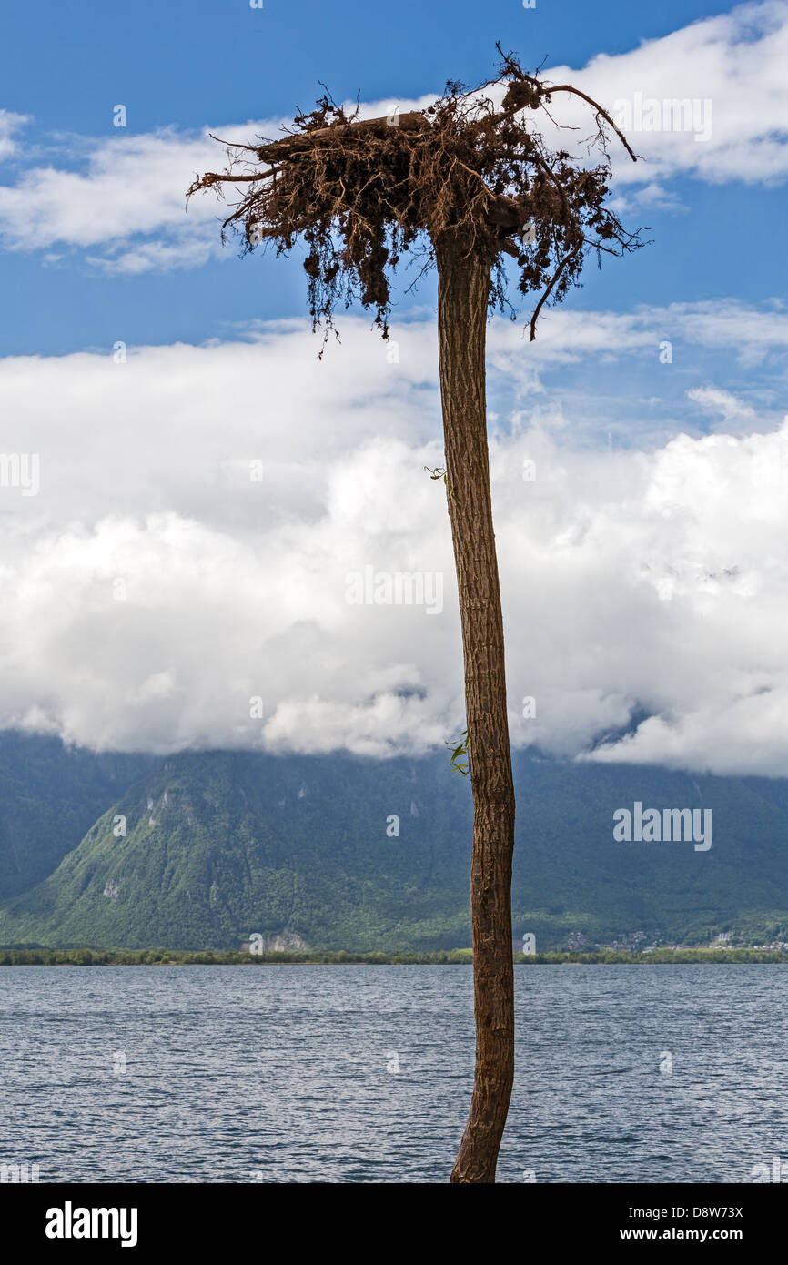 Radici di albero cresce Foto Stock