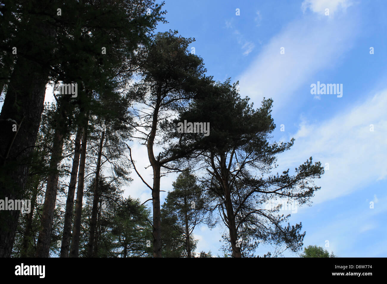 Stagliano frondosi alberi con cielo blu e cloudscape sfondo. Foto Stock