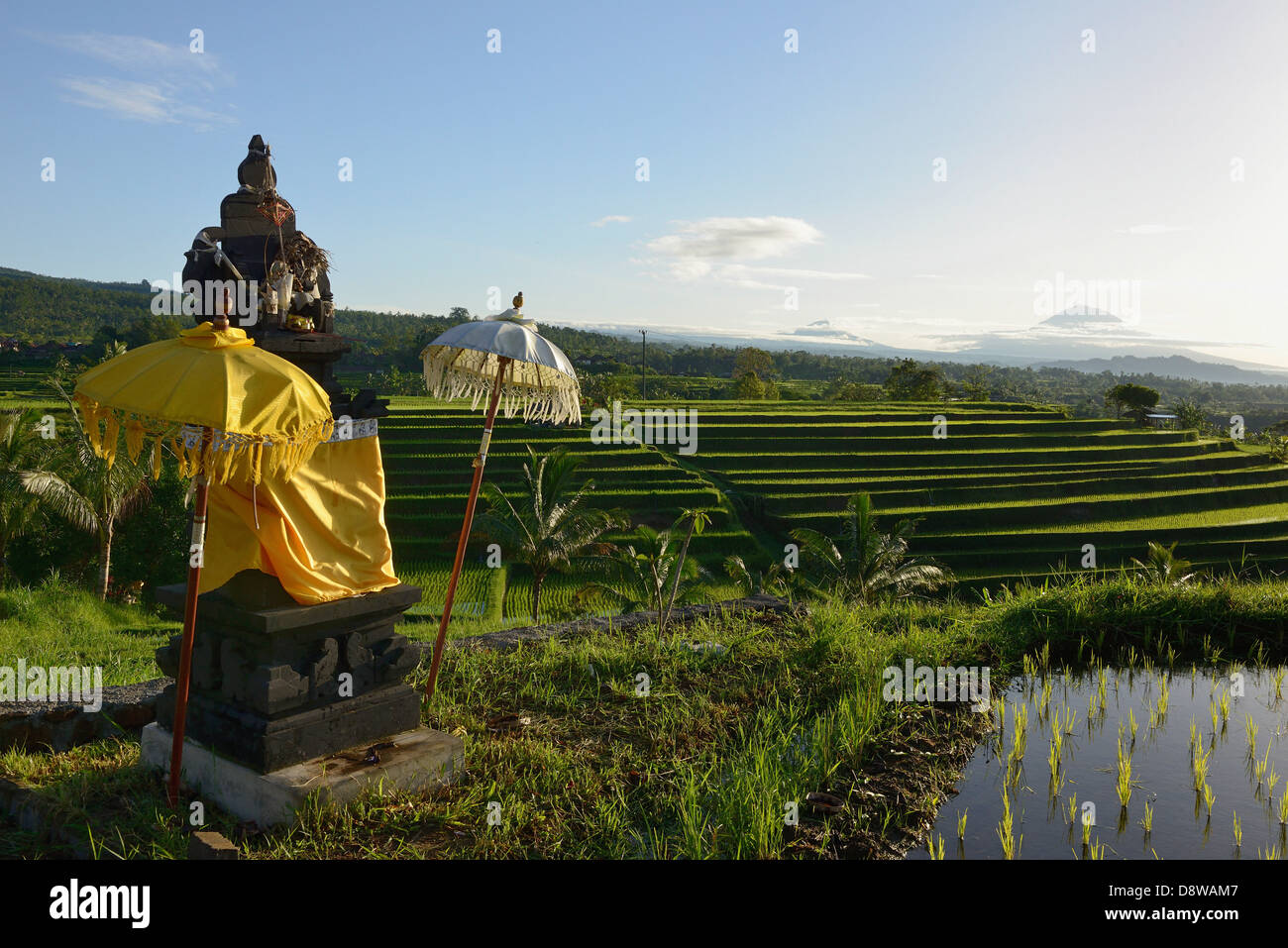 Indonesia, Bali, altare con offerte in un campo di riso intorno Jatiluwith Foto Stock