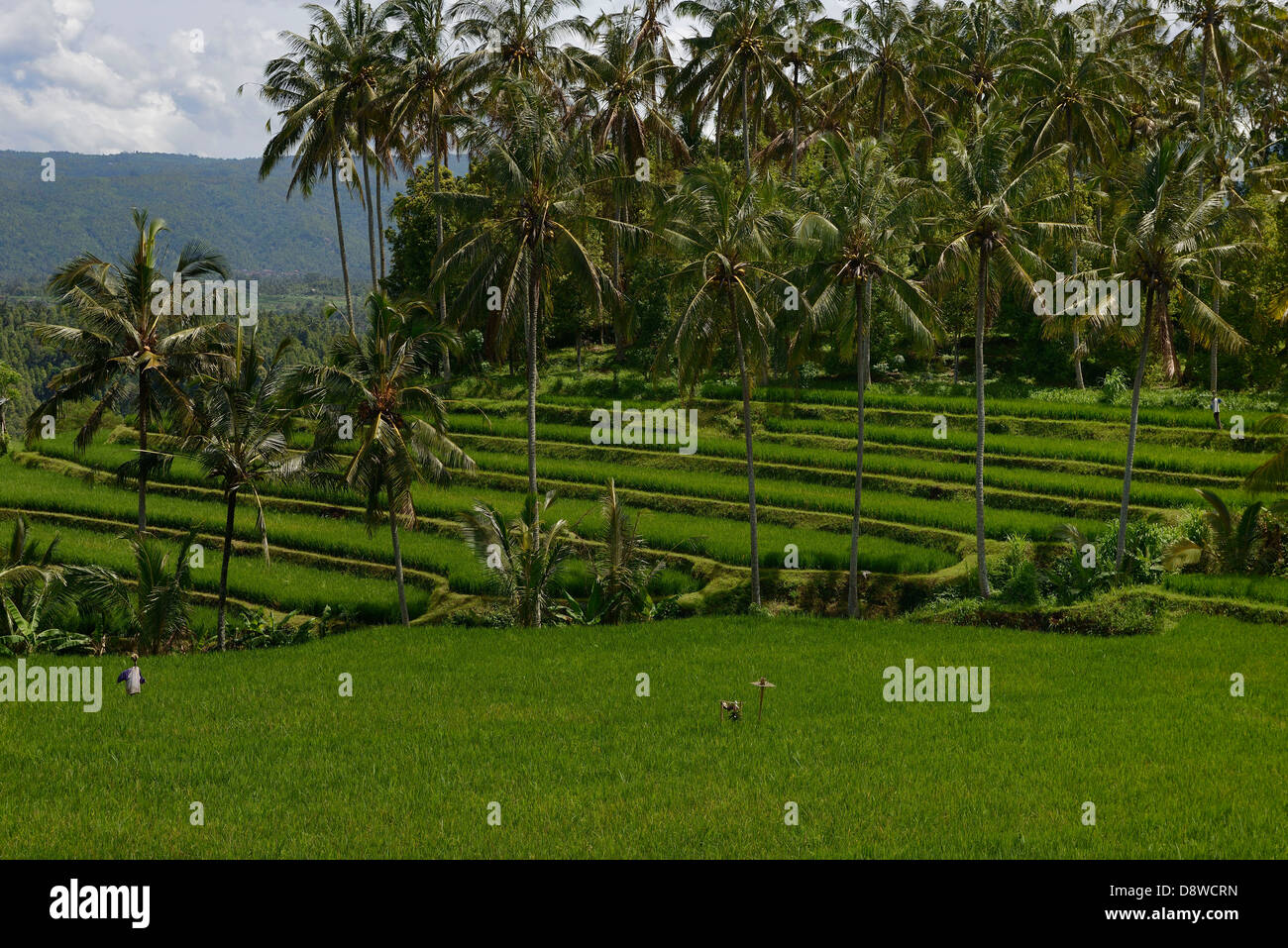 Indonesia, Bali, campi di riso intorno Pupuan, uno spaventapasseri Foto Stock