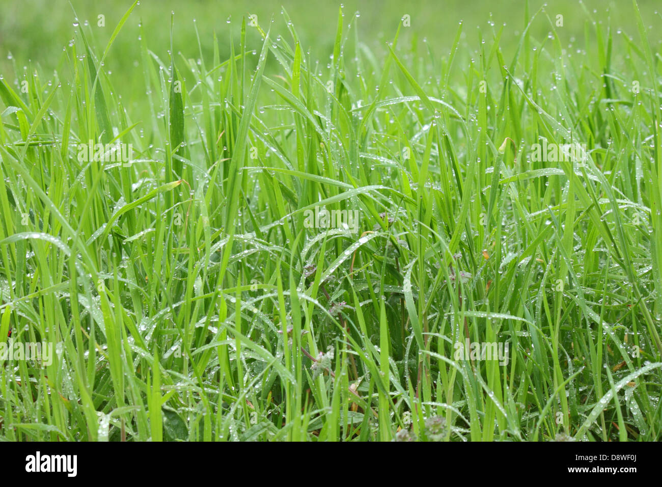 Close up di erba verde con gocce di pioggia Foto Stock