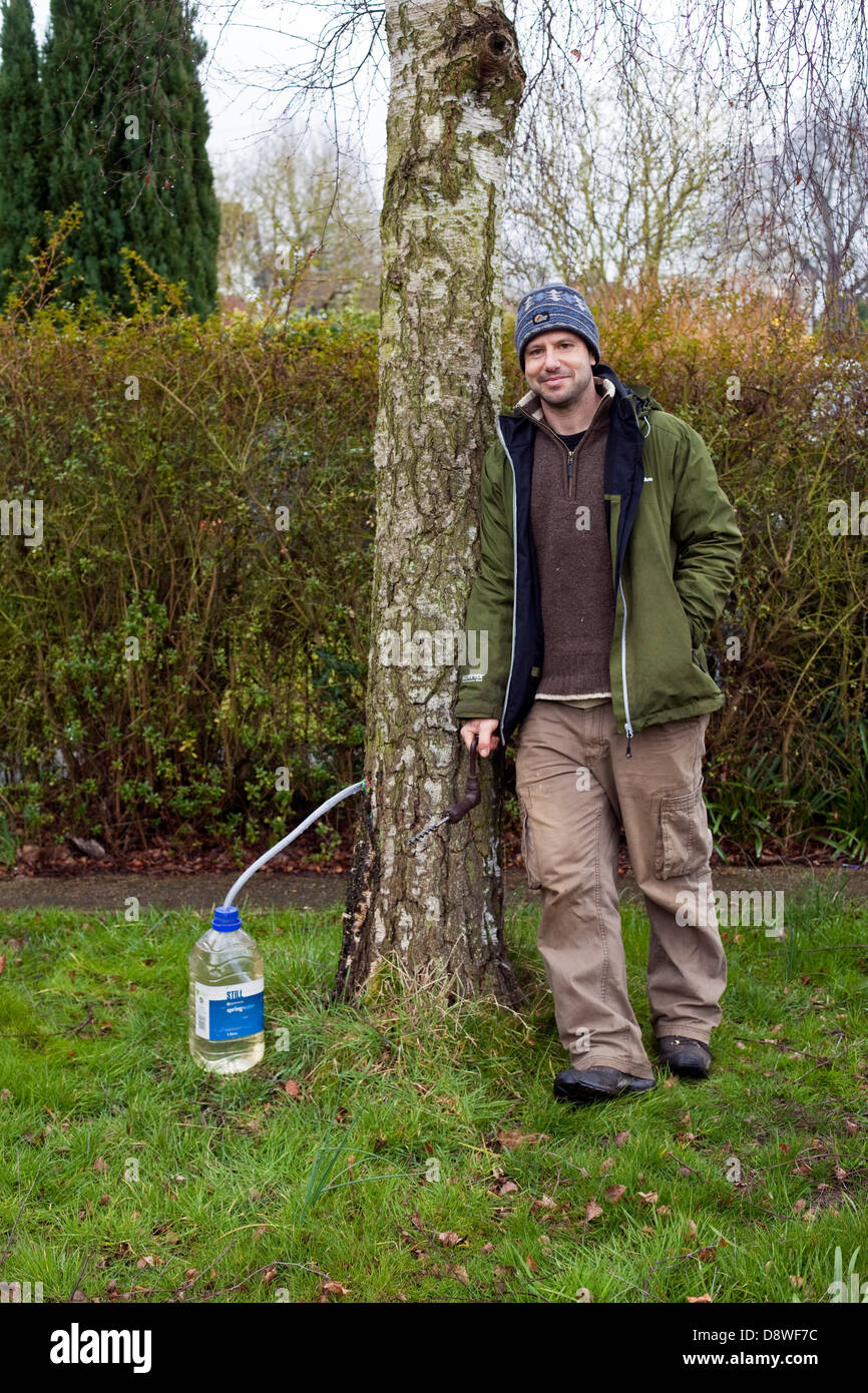 Fergus Drennan Pasturatore noto come Fergus l'Forager raccoglie Birch sap da un giardino di amici, Chartham, Kent, Regno Unito. Foto Stock