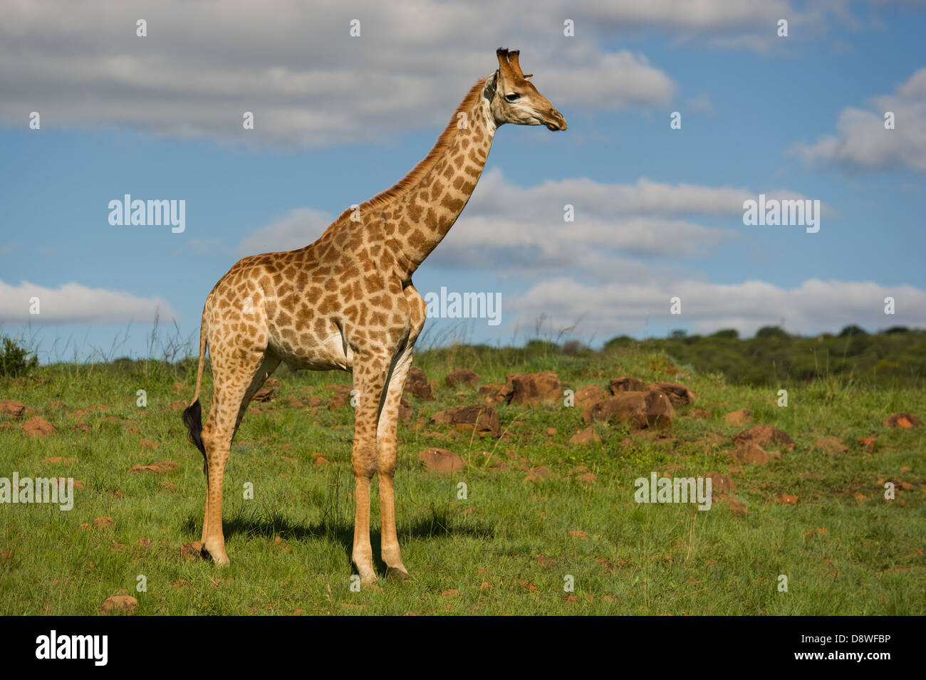Giraffa meridionale (Giraffa camelopardalis giraffa), Spioenkop Game Reserve, Sud Africa Foto Stock