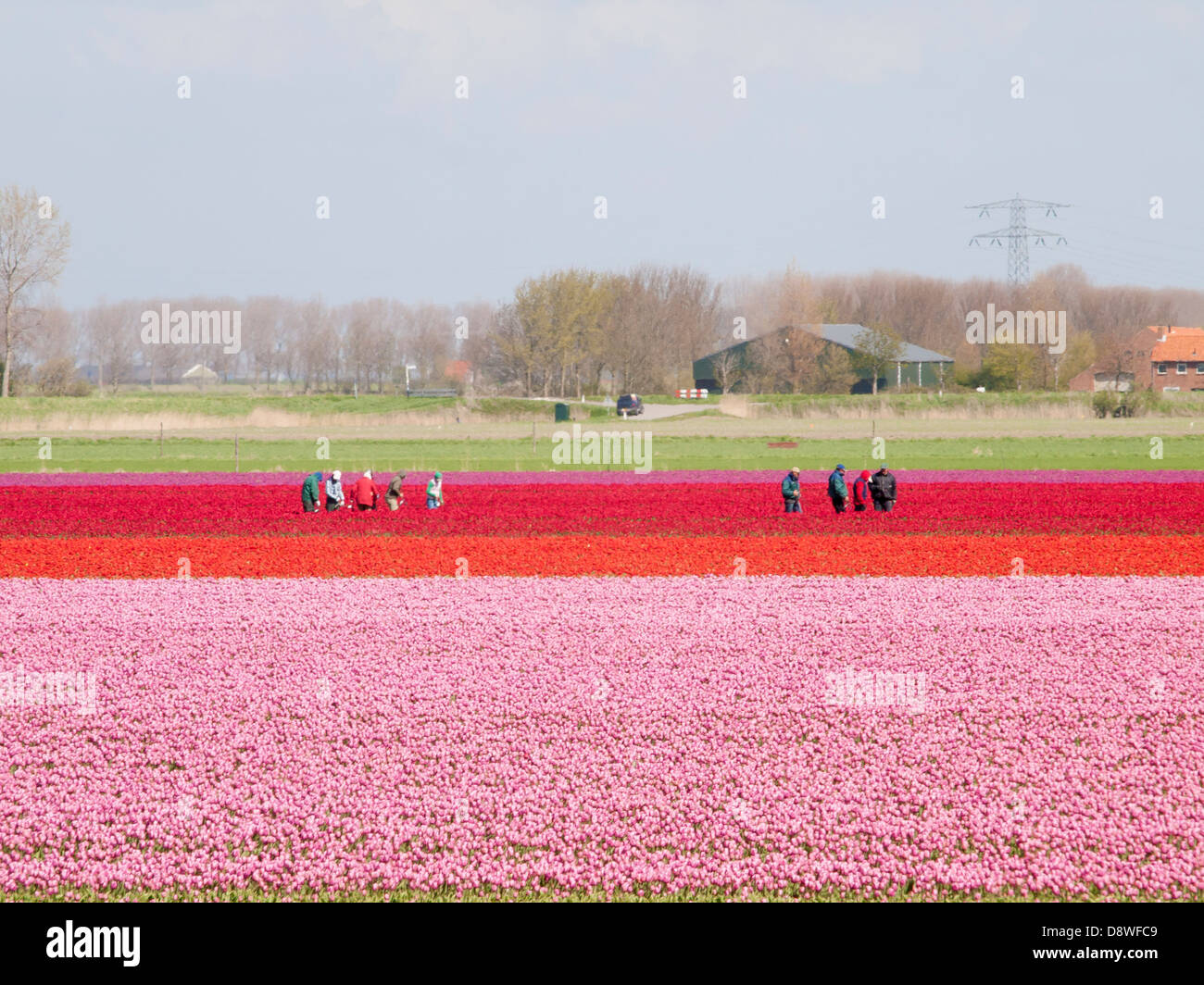 Campo di tulipani con gente che lavora con un cielo blu Foto Stock